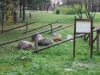 planina-fruska-gora-22