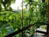 sobe-snezana-fruska-gora-18
